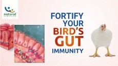 Stodi & Gut Immunity a Dominant Relationship