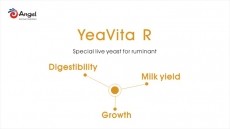 The function of special yeast in dairy cows