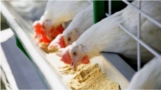 TruGro® MAX Improves Broiler Weight, Meat Quality