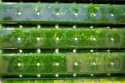 Microalgal concentrates: The potential to replace fresh cultures, but select the species carefully
