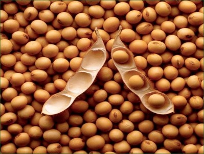 Animal demand for US soybeans grows