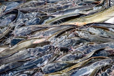 'Plant-based catfish feed tends to have a high amount of phytic acid, it can have as much as 2.5% on a dry matter basis,' said Plant-based catfish feed tends to have a high amount of phytic acid, it can have as much as 2.5% on a dry matter basis, said Eric Peatman, School of Fisheries, Auburn University Image © iStock.com/promicrostockraw