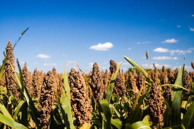 Improved seeds, contract production and organics mark growth areas for US feed sorghum