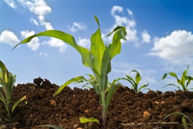 Despite some drops, high feed crop ending stocks remain © iStock.com/pushlama 