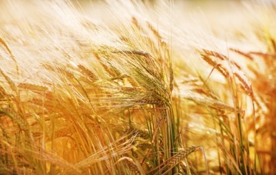 Evonik also reviewed nutrient values of soybean meal from Germany, Italy, Ukraine and Russia © istock/Veresovich