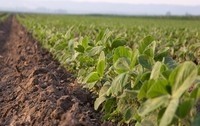 GM soybeans risk evaluation: EU court finds for Commission