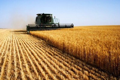 UK demand for maize imports strong despite hefty UK feed wheat supplies