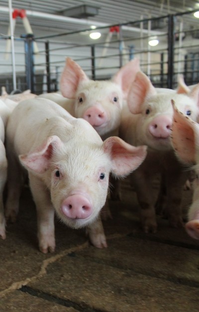 Cargill looks to address piglet mortality through optimized nutrition  