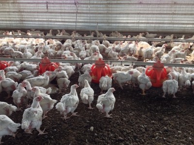 Changes to feed production have made US poultry more sustainable © iStock.com
