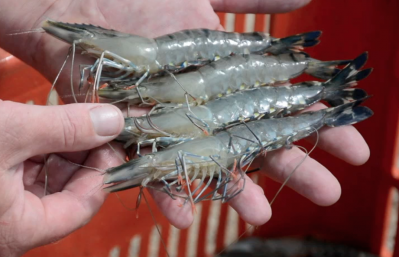 White spot disease in Australia prawn sector – antivirals in feed