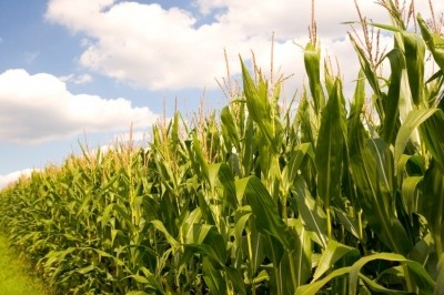 Increased yields predict price drops for US corn, soy