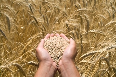 Ukraine crisis will not hit grain export volumes, says Kiev based analyst