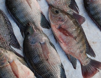 Dietary APS may boost growth performance and the immune parameters for Nile tilapia