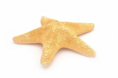 The standardized ileal digestibility (SID) of crude protein, chemical makeup and amino acid levels could make starfish meal attractive for inclusion in pig feed. [pic: (c) istock.com/Bogdan CIUNGARA] 
