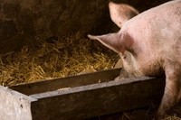 What role do sow diets play in piglet development? © iStock.com
