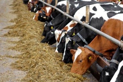 Study supports inclusion of up to 60% distiller grains in cattle feed