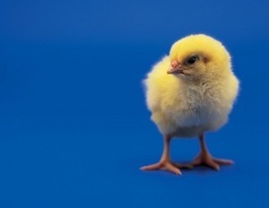 Chick and piglet nutrition trends at EuroTier 214