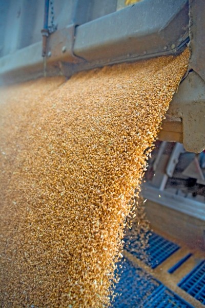 US: Prevention, testing may boost return on feed wheat