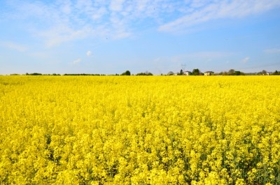 Cargill looks to double production of canola meal in Canada