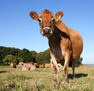 The grazing ruminant business is the most attractive one for us in Australia: Alltech 