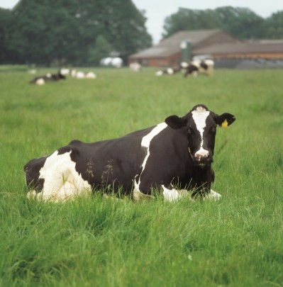 Mepron methionine has been formulated specifically for dairy cows