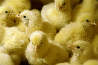 Poultry producer Wiesenhof switches to GM free soy feed