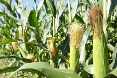 US corn prices tumble on planting intentions