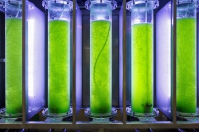 Could algae meal replace corn-based feed?
