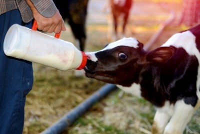 “There is mounting evidence that if you feed biomolecules to a calf the intestine can communicate with the rumen,” says researcher. © iStock