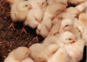 Cellulose by-product could support poultry health and productivity: Suomen Rehu