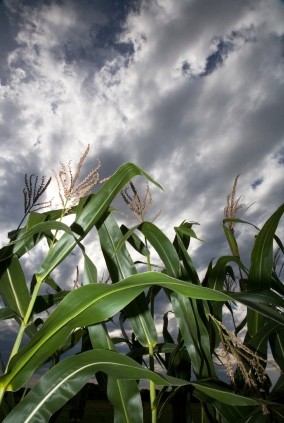 USDA predicts record corn harvest