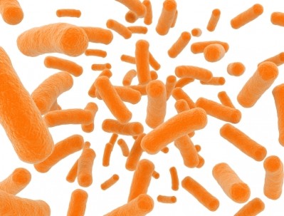 Proven L. reuteri probiotic bacteria soon to be viable for pig feed formulations