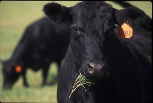 US study shows consumers and producers often on 'same page' on how to improve beef cattle welfare