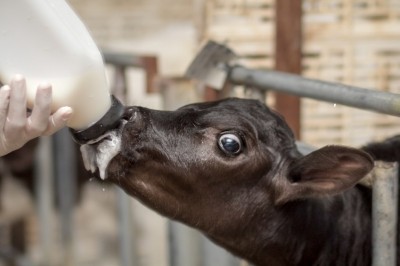 No productivity gains from boosting dairy calf milk intake: study 
