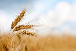 Canadian breeding program yields new wheat feed variety