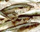 Fraunhofer hails breakthrough analysis for pesticide residue in fish