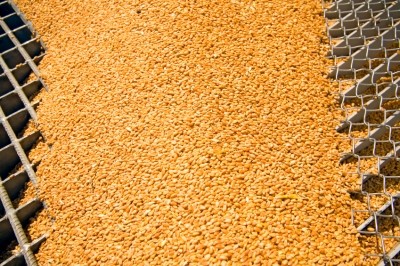 Low mycotoxin load in wheat in the UK and Ireland, finds survey