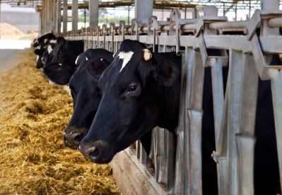 Canola meal has been shown to boost milk production in dairy cows.