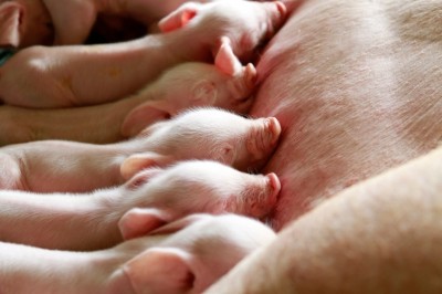 EW Nutrition's Klausing: 'What we determined was that the sows were lying on their belly to protect their udder from the cold as the flow rate of the air in the barn was much too high. The piglets were not receiving colostrum quickly enough as a result.' Image: © istock.com/Aumsama
