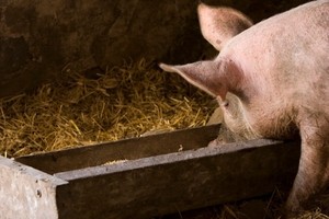 Marine derived probiotic could combat E. coli in piglets while boosting growth