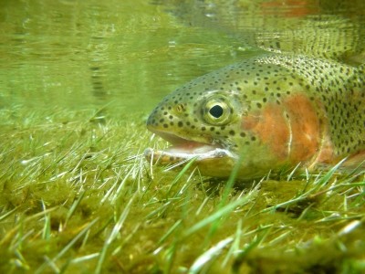 Skretting team sees benefits of using acid and re-esterified rapeseed oils in trout