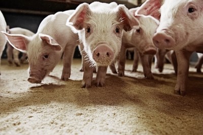 Canadian research to inform inclusion of co-products in swine feed