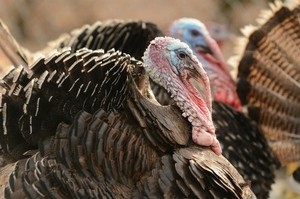 Japanese firm wins EU approval for a turkey fattening additive