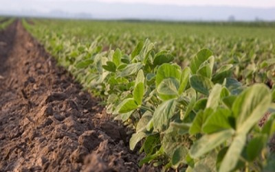 Soy report will serve as a 'wake-up call' for some European feed makers, says WWF