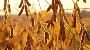 New high protein soybean variety boosts feed efficiency