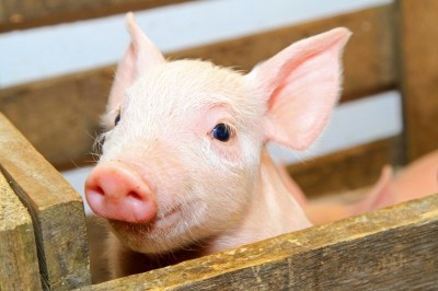 Essential oil and enzyme blend may boost piglet health