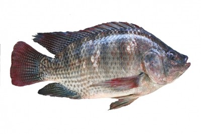 Tilapia is aquaculture’s version of poultry, says Rabobank. Photo: istock/metalpitt