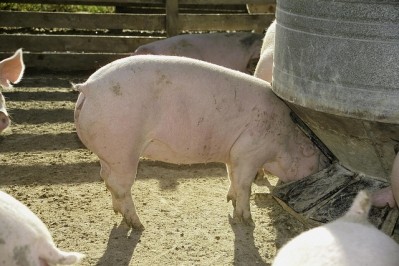 Demand for non-porcine feed is on the up. Photo courtesy of the United Soybean Board