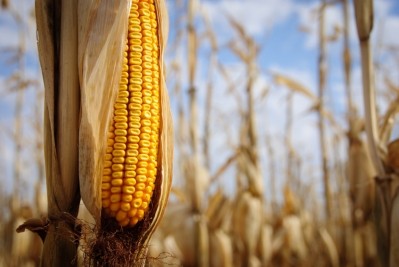 Lower incidence but higher concentration levels of aflatoxins in crops, finds Biomin mycotoxin survey