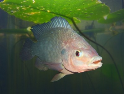 Coated salt supplemented may boost tilapia growth © GettyImages/abadonian   